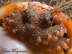 Veined octopus in a shell - Puri Jati, Bali (Canon G9, In... by Marco Waagmeester 